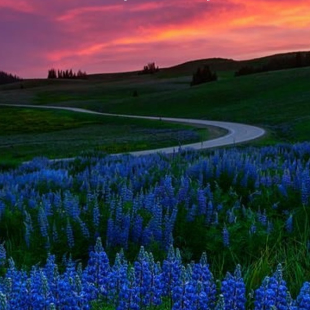 Meet your Posher, Sophie